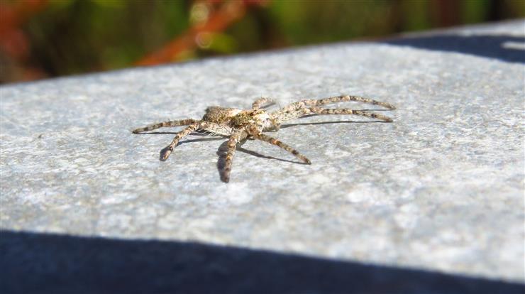 Philodromus cfr. margaritatus  - Costa de Caparica (Portogallo)